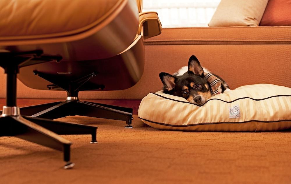 Hyatt Place Gurgaon Udyog Vihar Esterno foto A dog on a dog bed