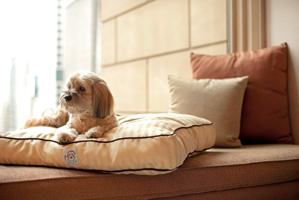 Hyatt Place Gurgaon Udyog Vihar Esterno foto A dog on a dog bed